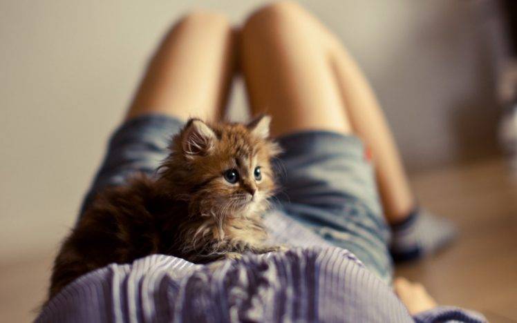 kittens, Legs, Lying Down, Cat, Animals, Ben Torode HD Wallpaper Desktop Background