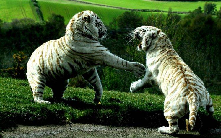 tiger, White Tigers, Animals HD Wallpaper Desktop Background