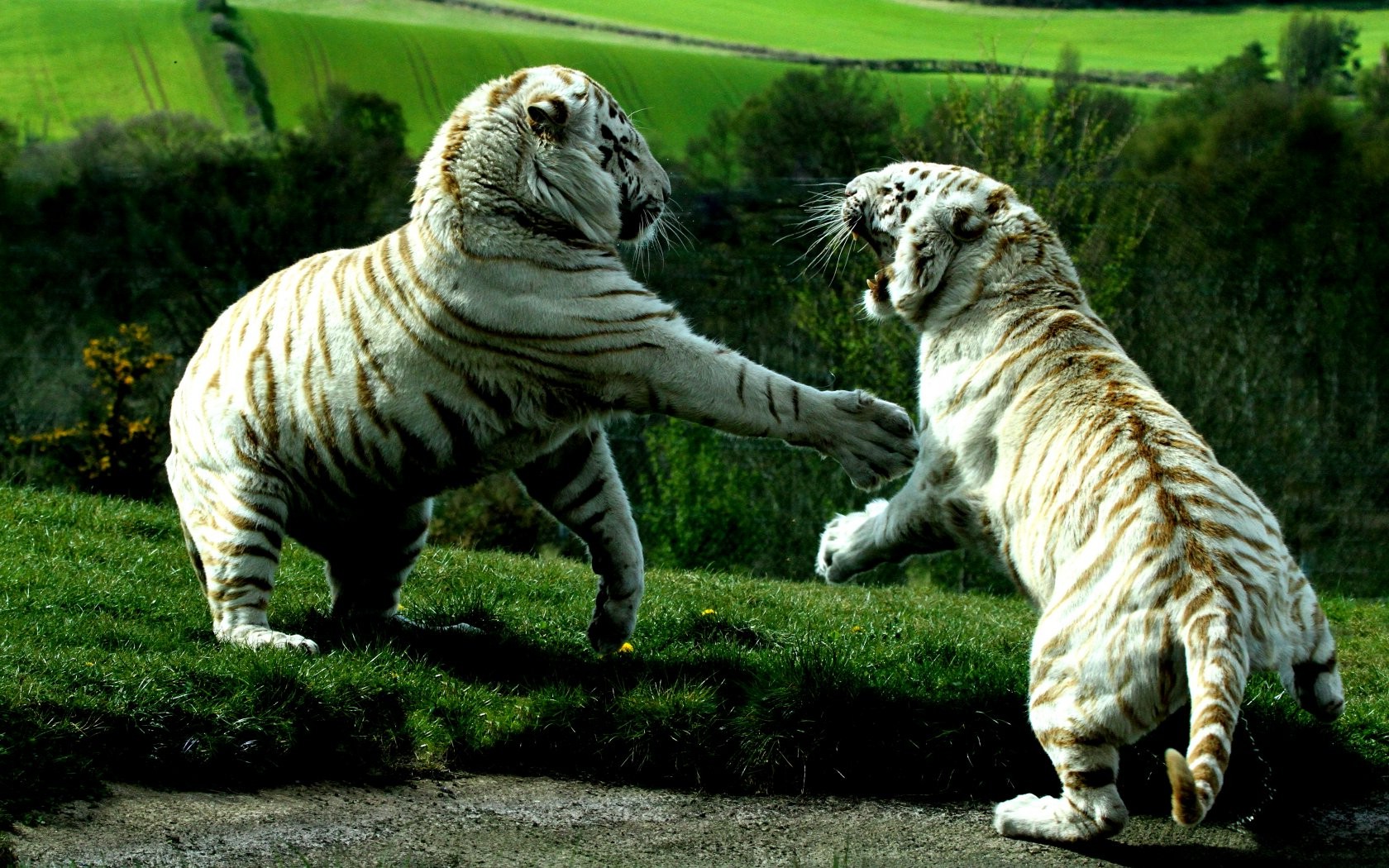 tiger, White Tigers, Animals Wallpaper