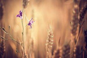 flowers, Spikelets, Purple Flowers, Nature