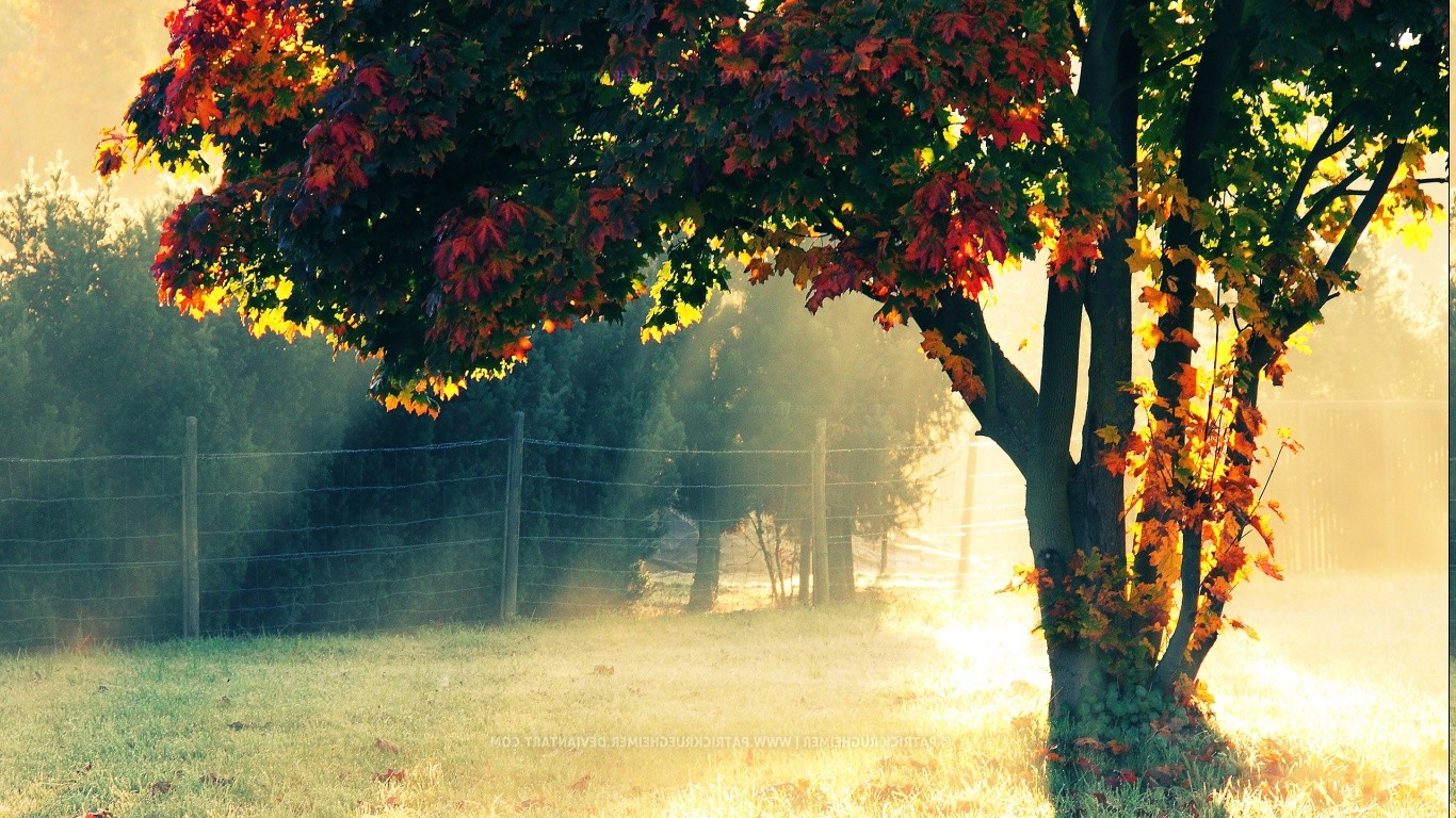 fall, Nature, Sunlight, Trees, Green Wallpaper