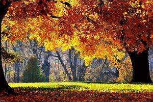 fall, Trees, Nature, Yellow