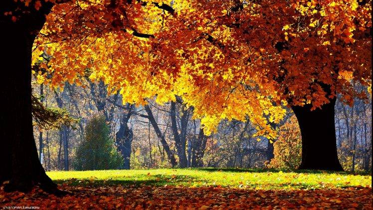 fall, Trees, Nature, Yellow HD Wallpaper Desktop Background