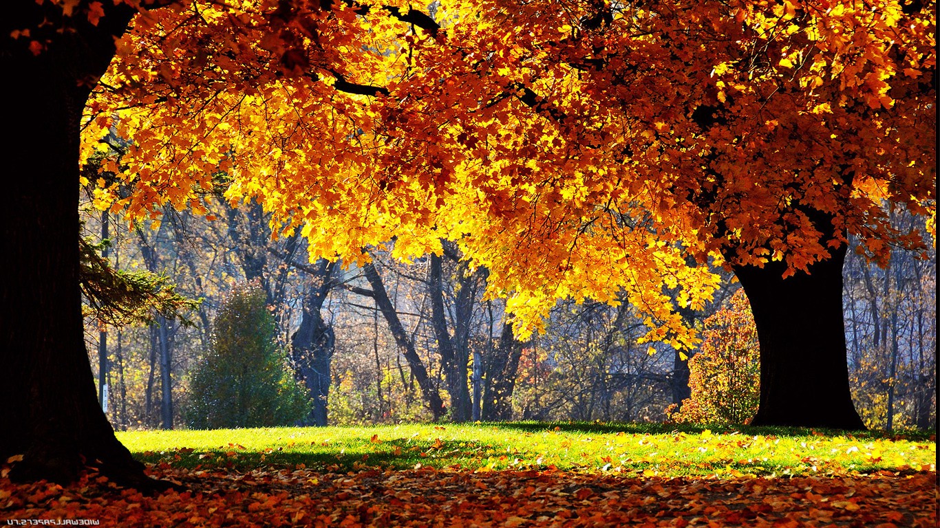 fall, Trees, Nature, Yellow Wallpapers HD / Desktop and Mobile Backgrounds