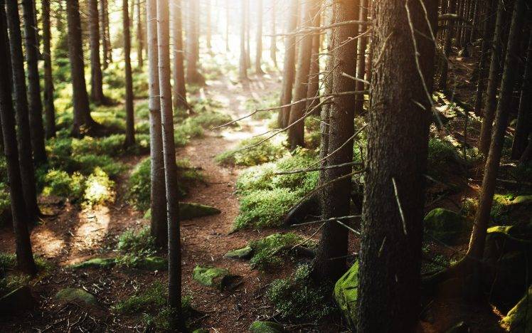 forest, Nature, Sun Rays HD Wallpaper Desktop Background