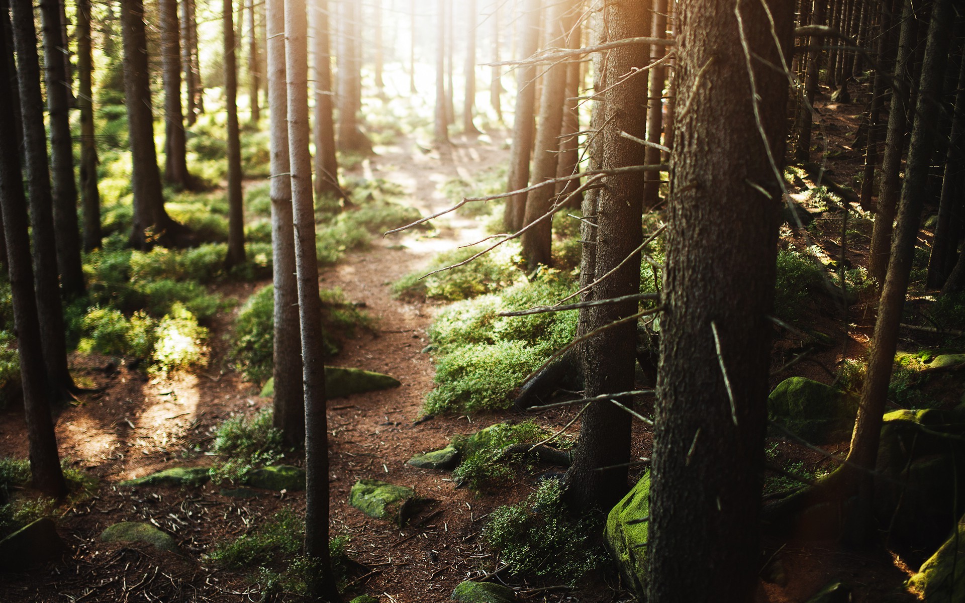 forest, Nature, Sun Rays Wallpaper