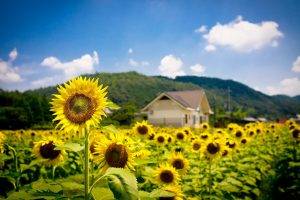 nature, Sunflowers, Landscape