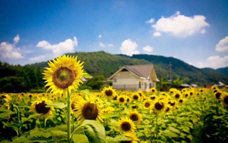 nature, Sunflowers, Landscape HD Wallpaper Desktop Background