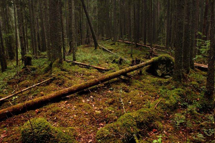 nature, Trees, Forest, Landscape HD Wallpaper Desktop Background