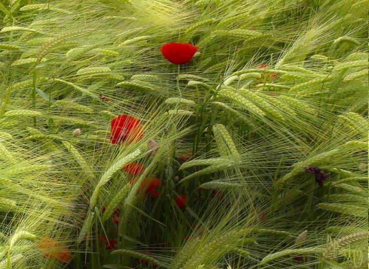 nature, Flowers, Poppies HD Wallpaper Desktop Background