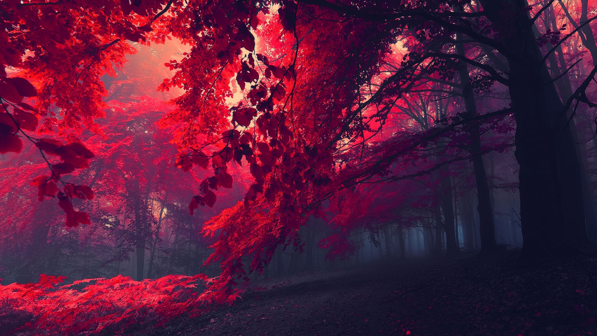 leaves, Trees, Nature, Fall, Mist, Red Wallpaper