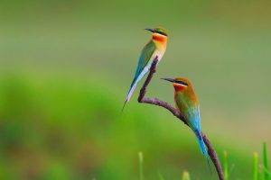 birds, Bee eaters, Nature, Flowers