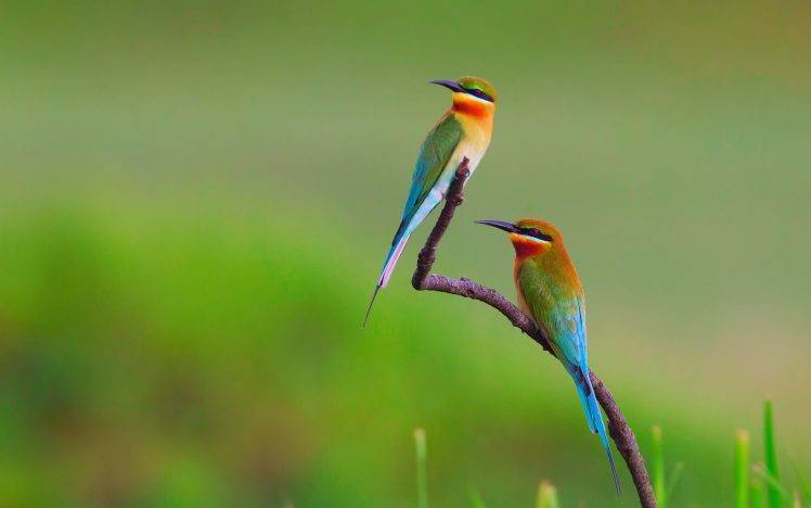birds, Bee eaters, Nature, Flowers HD Wallpaper Desktop Background