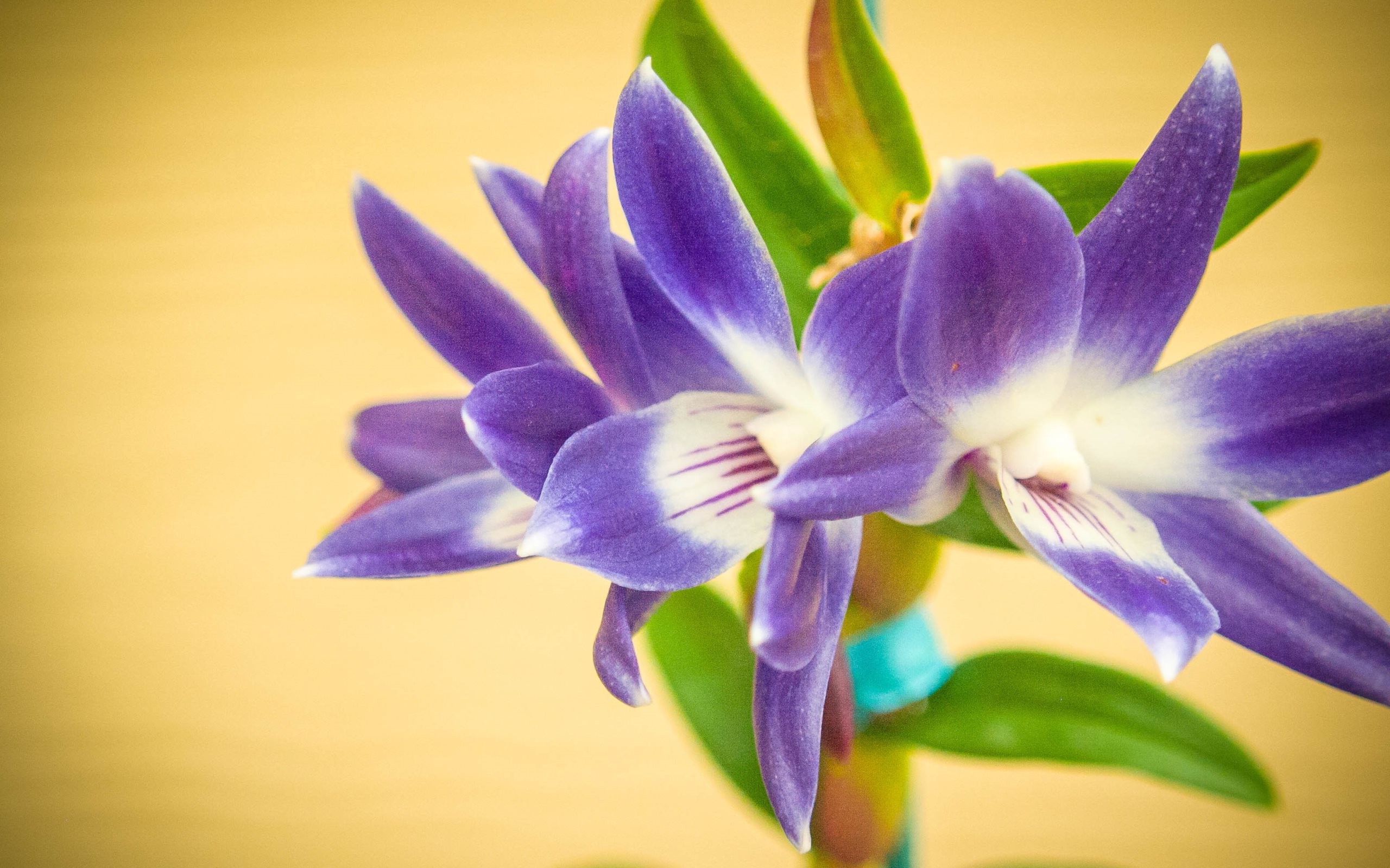 nature, Flowers, Purple Flowers, Macro Wallpaper