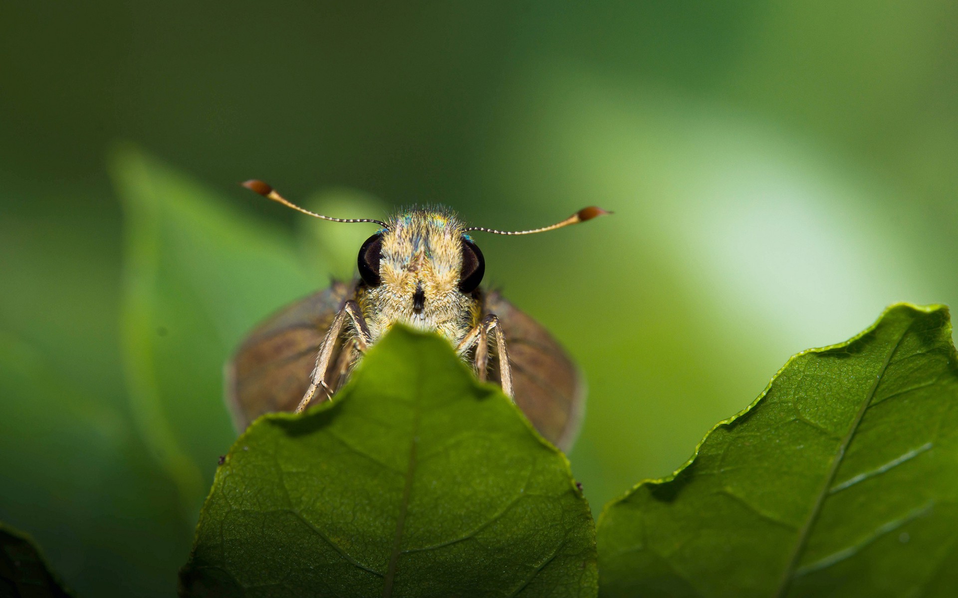 nature, Macro, Green, Animals Wallpapers HD / Desktop and Mobile