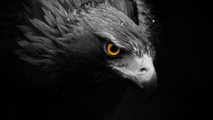 hawks, Birds, Animals, Selective Coloring HD Wallpaper Desktop Background