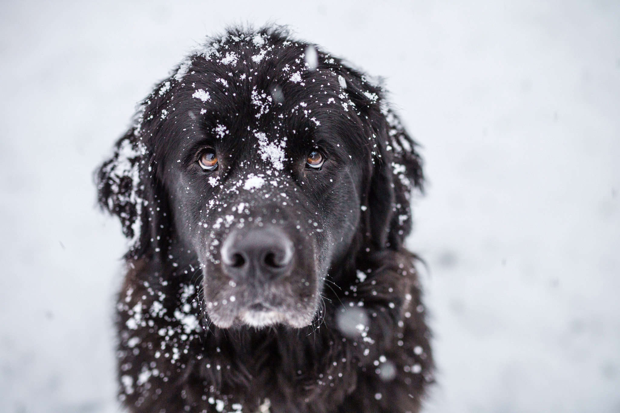 animals, Dog, Snow Wallpaper