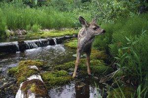 fawns, Nature