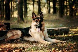 animals, Dog, German Shepherd