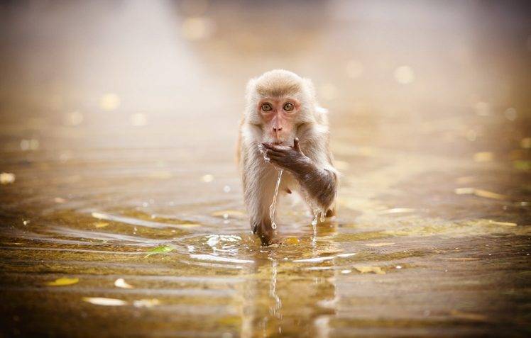 monkeys, Water, Animals, Ripples HD Wallpaper Desktop Background