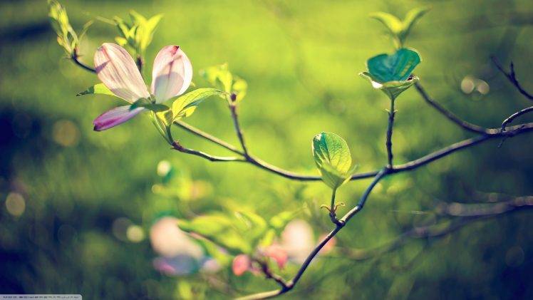 flowers, Nature, Twigs HD Wallpaper Desktop Background
