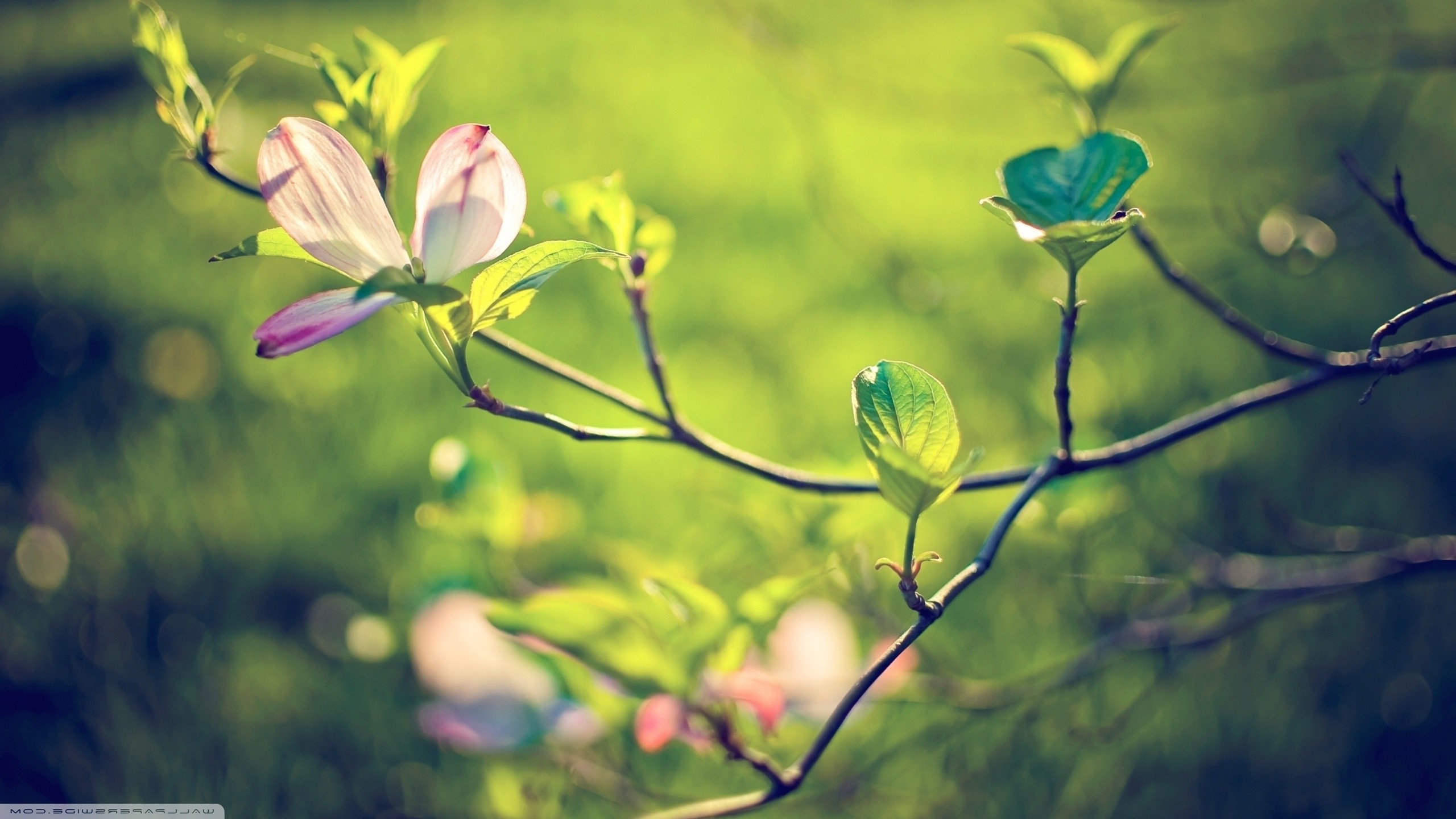 flowers, Nature, Twigs Wallpaper