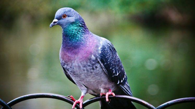 pigeons, Birds, Animals HD Wallpaper Desktop Background