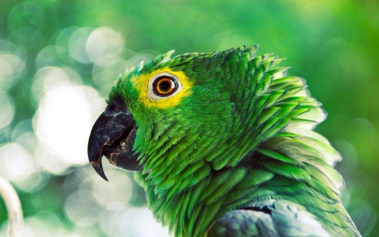 birds, Green, Animals, Photography HD Wallpaper Desktop Background