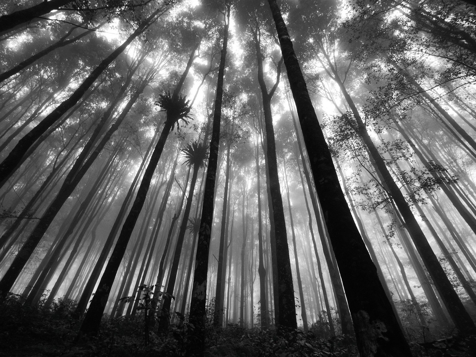 nature Wallpaper