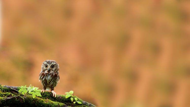 animals, Branch, Moss, Birds, Owl HD Wallpaper Desktop Background