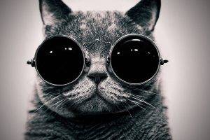 animals, Cat, Glasses, Monochrome