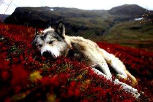 dog, Flowers, Red Flowers, Animals, Sleeping, Siberian Husky