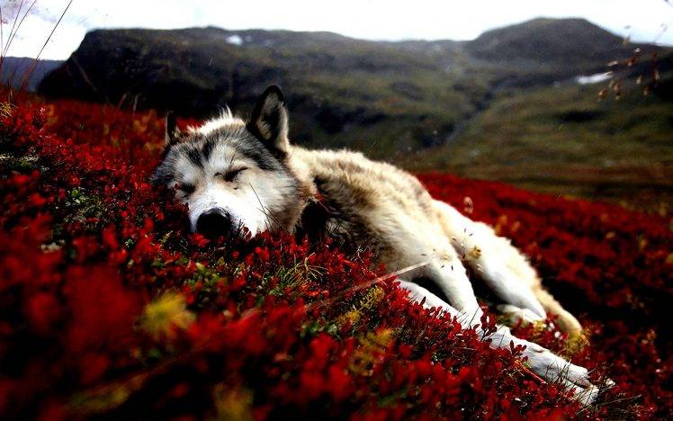 dog, Flowers, Red Flowers, Animals, Sleeping, Siberian Husky HD Wallpaper Desktop Background