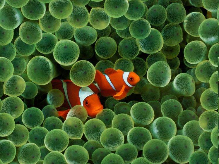 fish, Sea, Water, Animals, Clownfish, Sea Anemones, Apple Inc. HD Wallpaper Desktop Background