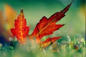 leaves, Red, Grass, Photography, Nature