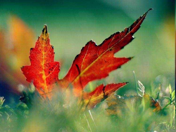 leaves, Red, Grass, Photography, Nature HD Wallpaper Desktop Background