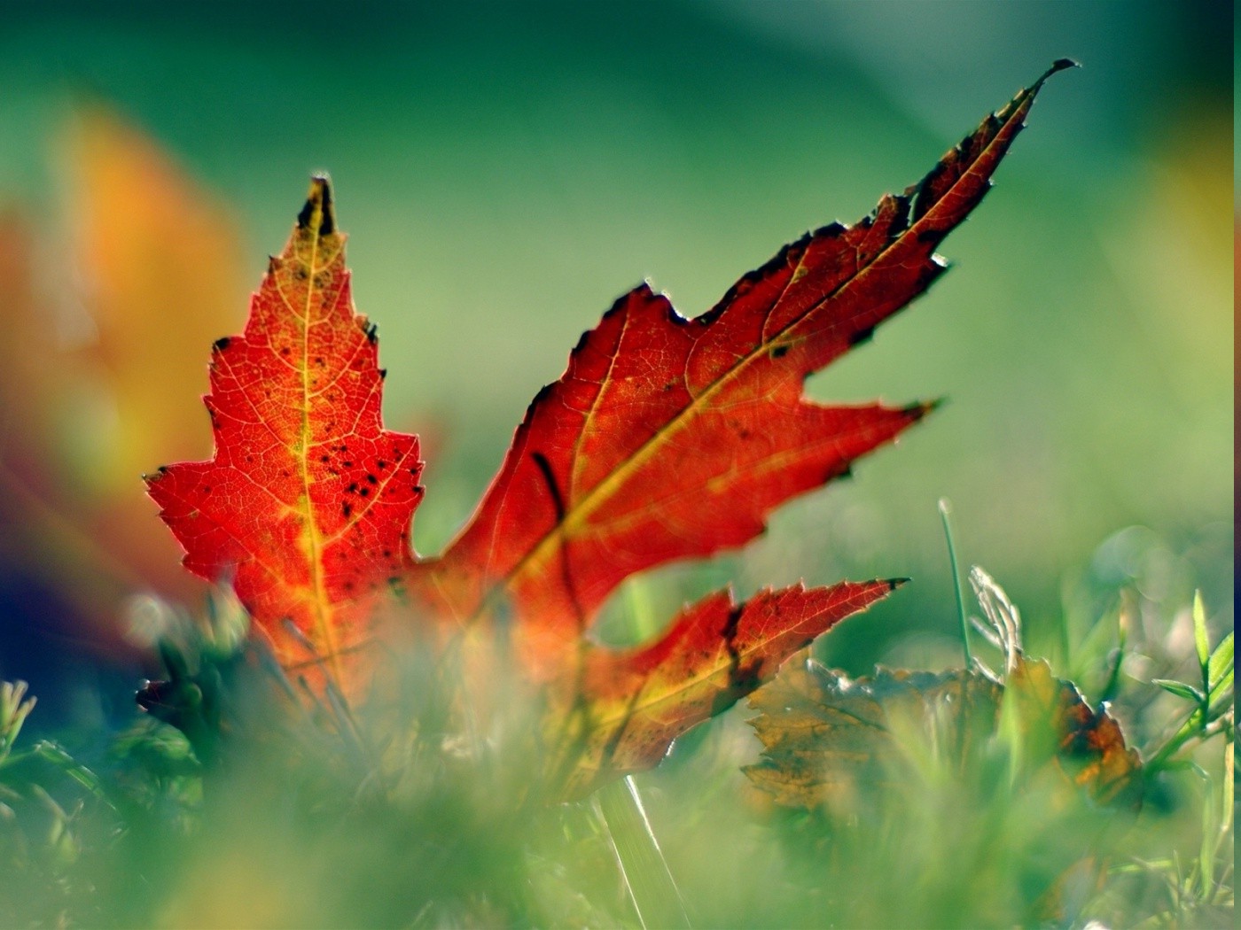 leaves, Red, Grass, Photography, Nature Wallpaper