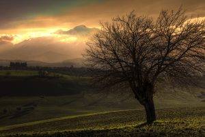 trees, Mist, Nature, Landscape, Field, Clouds, Morning