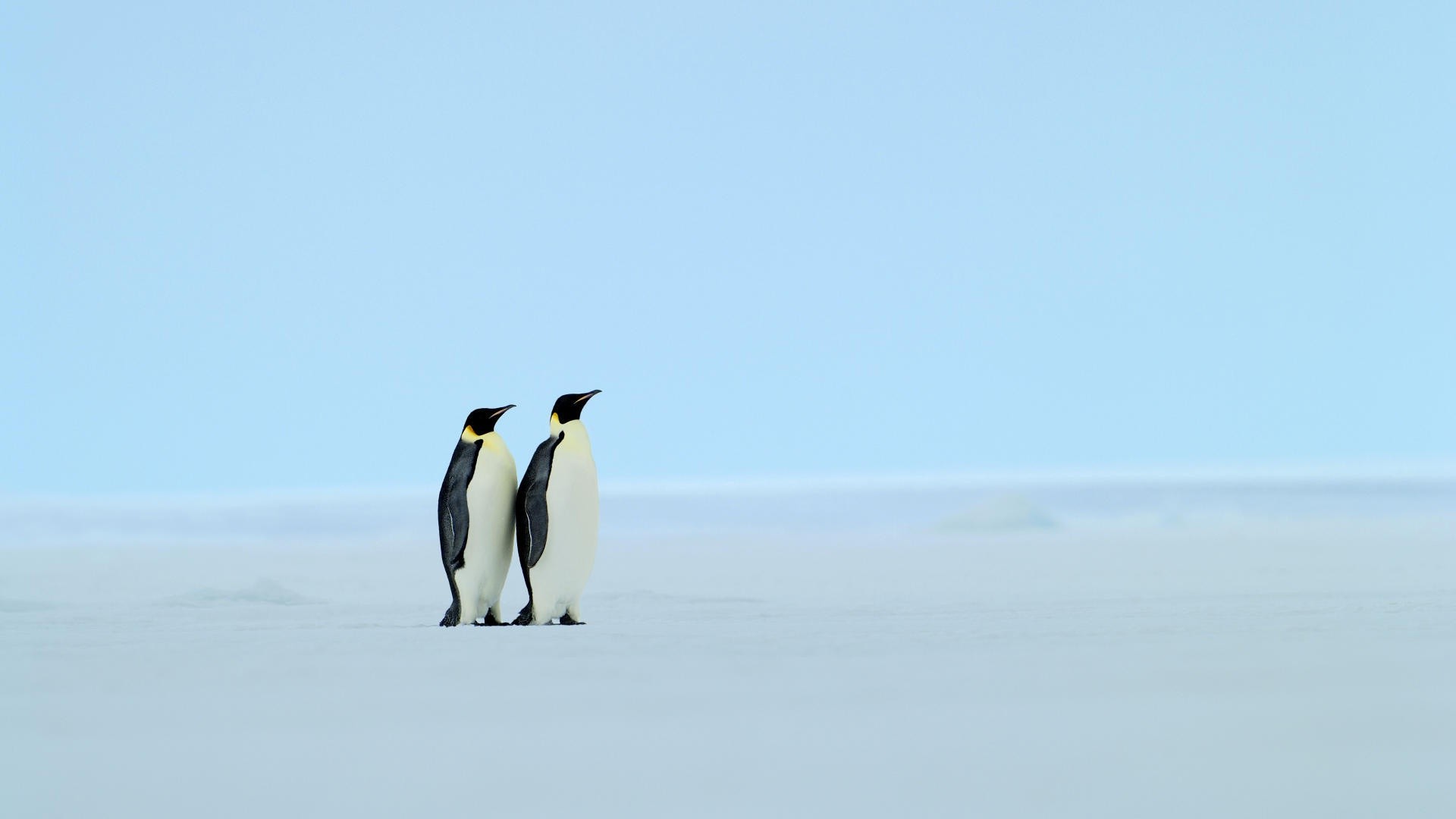 animals, Penguins, Ice, Cold, Iceberg, Birds Wallpaper