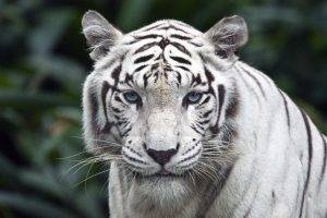 tiger, White, Animals, Carnivore, Blue Eyes, Hunter