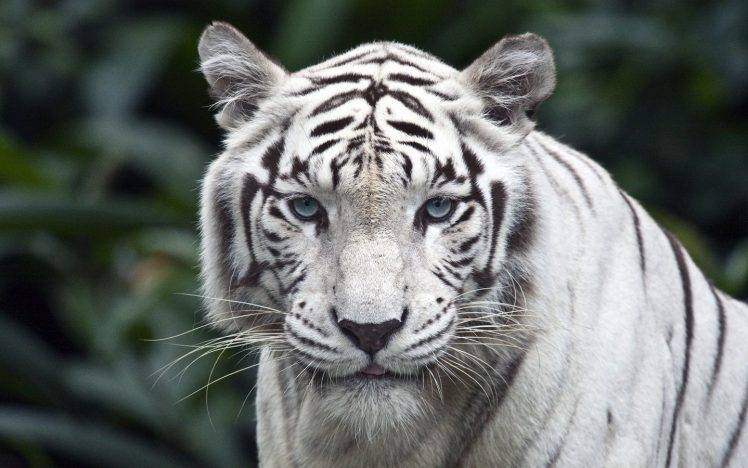 tiger, White, Animals, Carnivore, Blue Eyes, Hunter HD Wallpaper Desktop Background