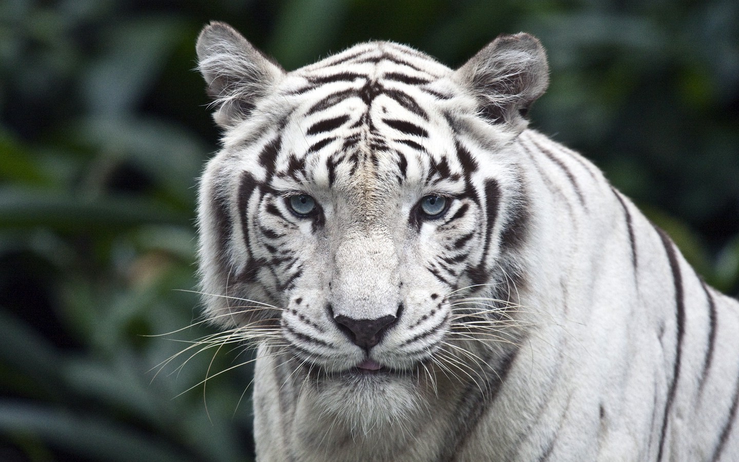 107965 Tiger White Animals Carnivore Blue Eyes Hunter 