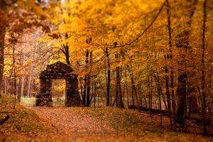 gold, Forest, Leaves, Lights, Trees, Nature, Ruin, Path, Yellow, Stones, Gates