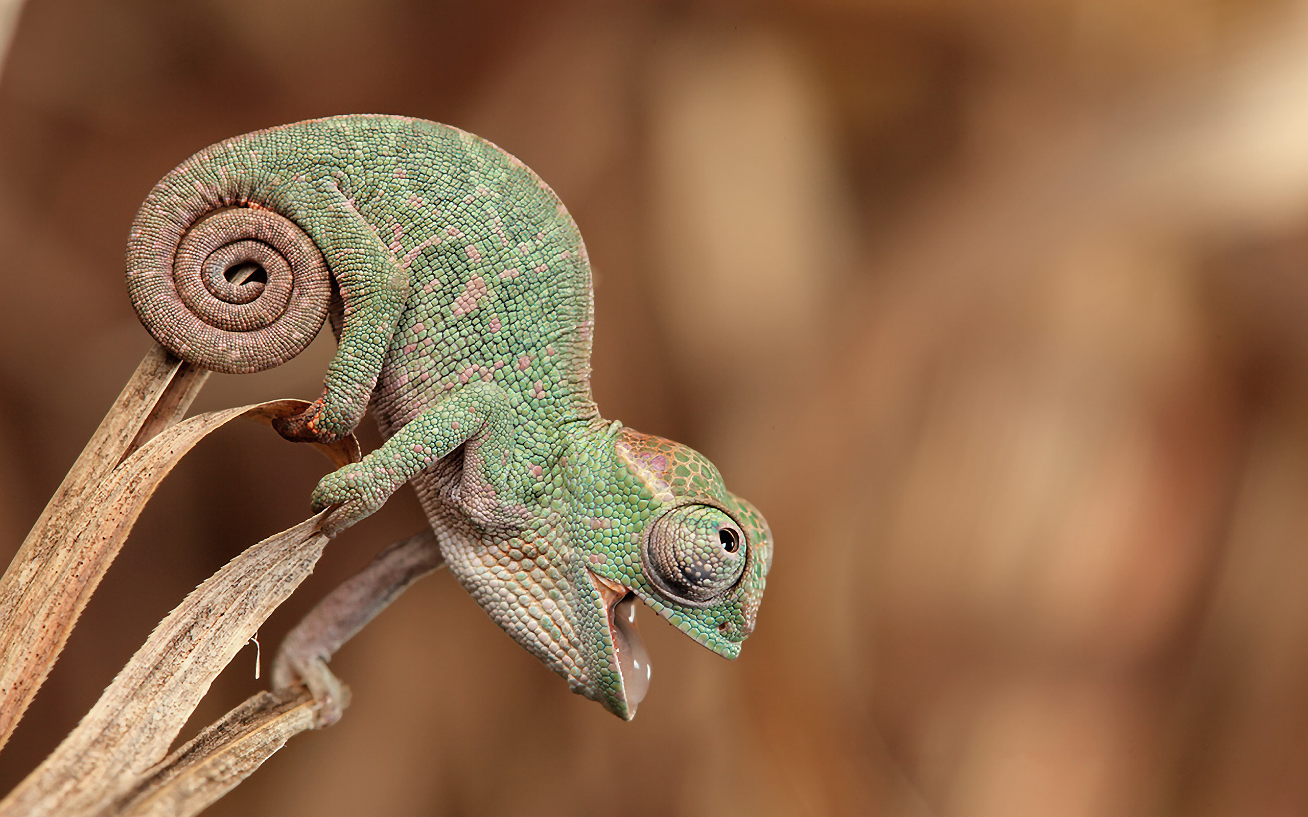 nature, Animals, Happy, Anime, Skin, Open Mouth, Depth Of Field, Plants, Green, Tail, Chameleons Wallpaper
