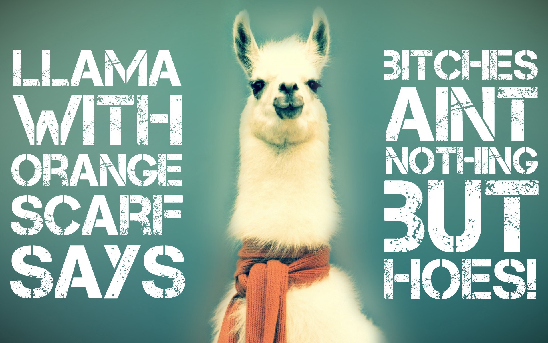 quote, Llamas Wallpaper
