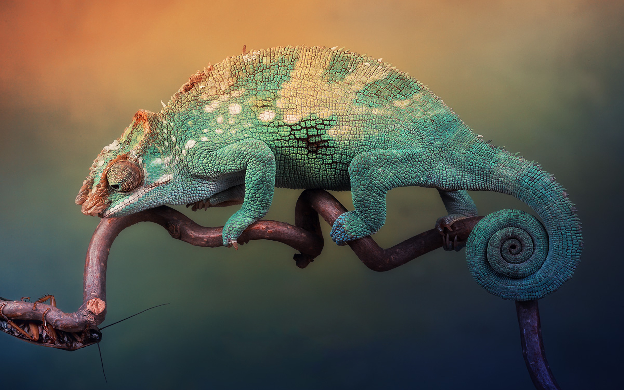 animals, Chameleons, Reptile Wallpaper