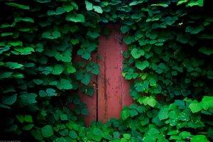 nature, Green, Door