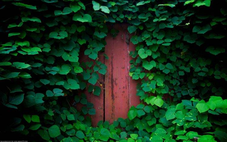 nature, Green, Door HD Wallpaper Desktop Background