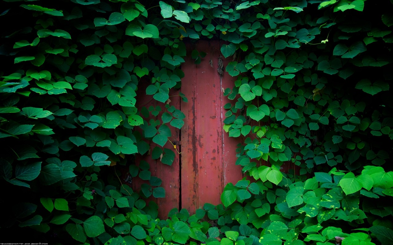 nature, Green, Door Wallpaper