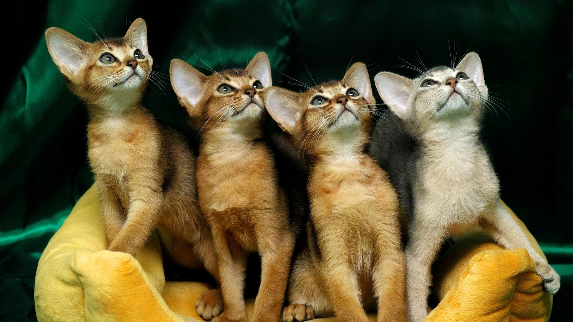 cat, Animals Wallpaper